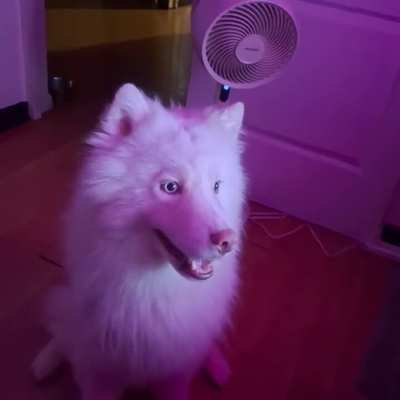 He's a fan of Ariana Grande
