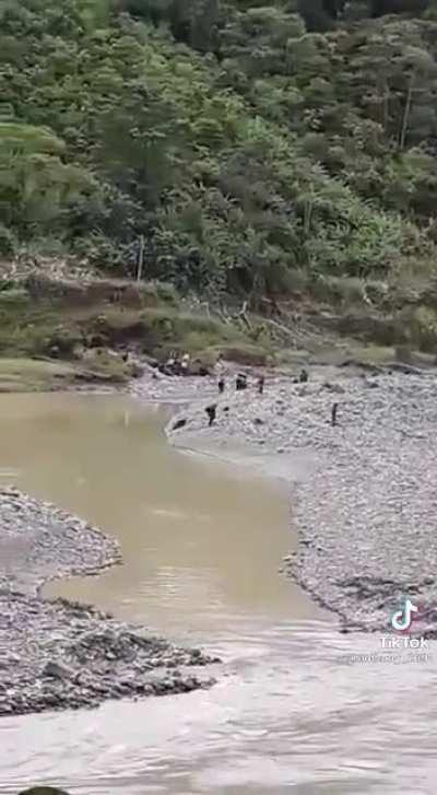 A flock of wild diggers swimming in the wild.