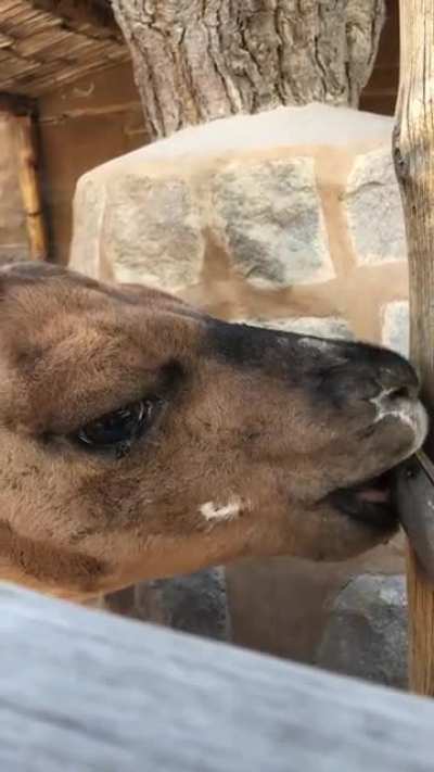 L lama