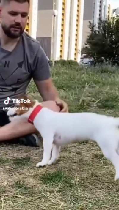 Dog flip