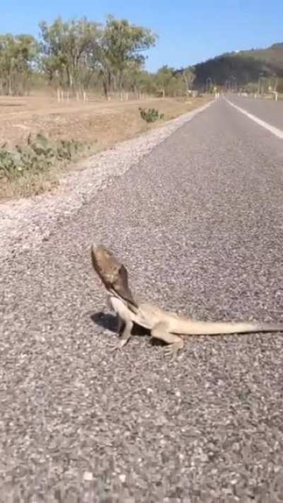 Reptiles on the road