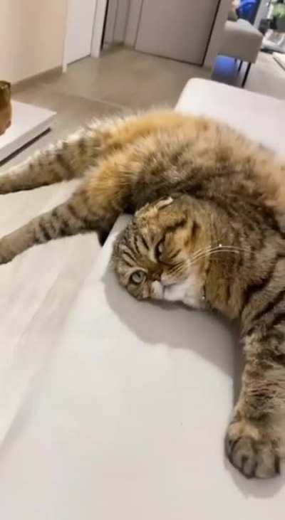 A cat's grace