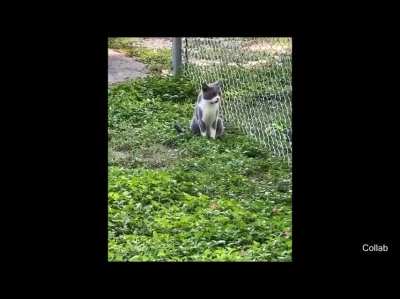 The cat has entered attack mode
