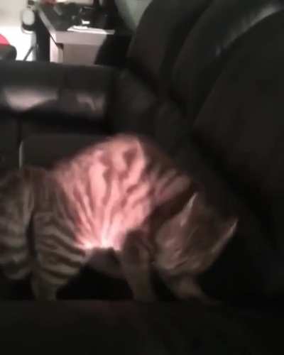 Cat VS Sunlight