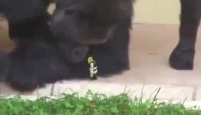 Godzilla vs Kong (Trailer 2021)