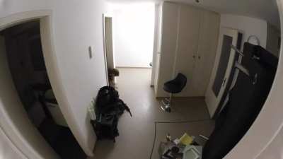 My smarthome camera messaged me that it had detected an animal.
