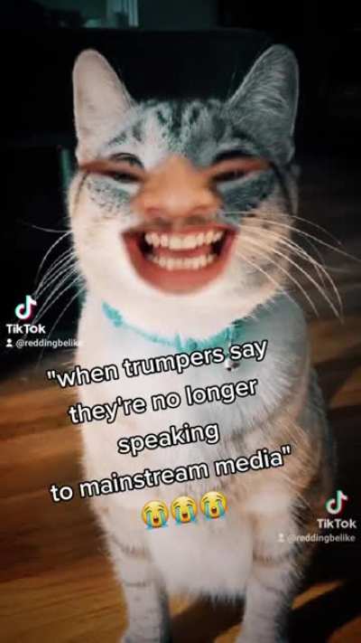 🐈🐈🐈🐈🐈🐈🐈
