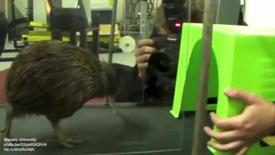 Piwi the kiwi on a treadmill (to help strengthen its legs after surgery)