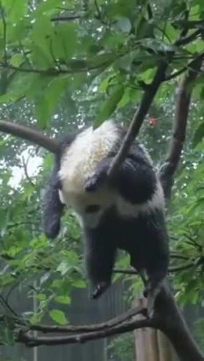 🔥 Pandas do not have specific sleeping spots, they usually just fall asleep wherever they are