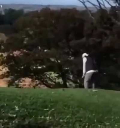 He is not distracted