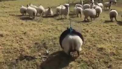 Sheep refuses to be rescued, goes full derp