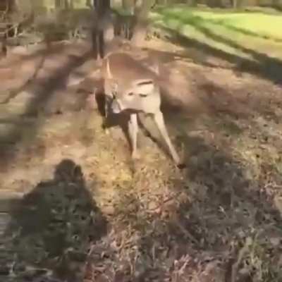 Anyone else thinks trophy hunting is fun ... The hunters killed him a couple, look at his grief, he is not afraid of them ...