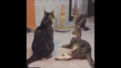 Cats