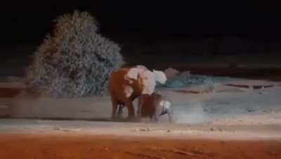 Elephant and Rhino get into a brutal fight.