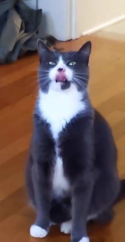 My cat had some 