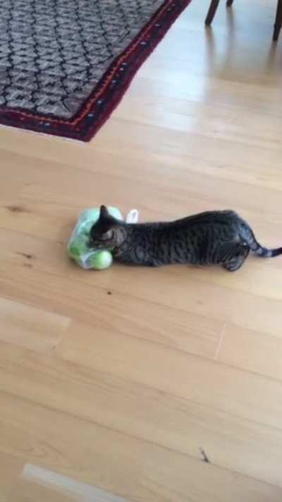 My cats are obsessed with apples. I dont know what the hype is all about
