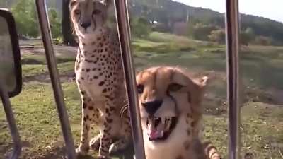 Fierce creatures make this kind of sounds