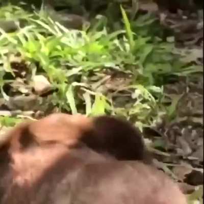 Squeaky baby sloth