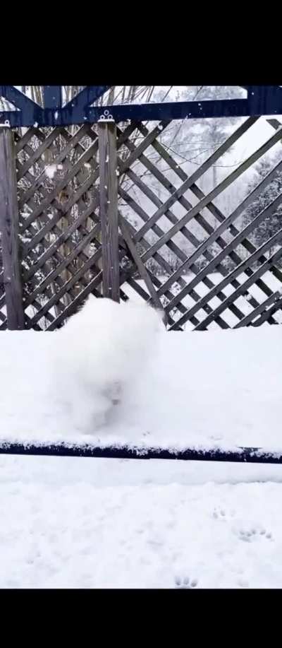What a cute white cat, just like cotton.