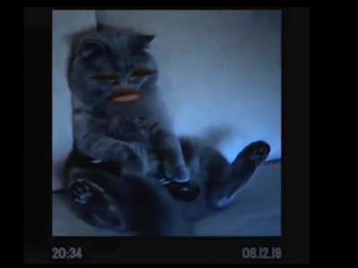 Cat.mp4