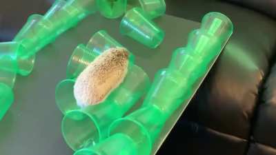 A cute hedgehog named Pepper completes her third American Hedgehog Warrior obstacle course