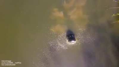 Alligator sees a drone
