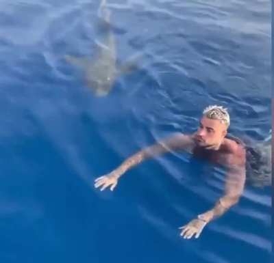 Swimmer encounters shark