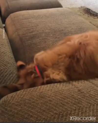 The diving doggy