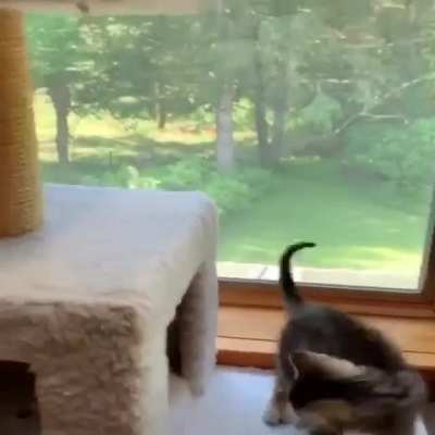 Kedi çetesi şeriatçı götü sikmeden önce hazırlık yapıyor 😎