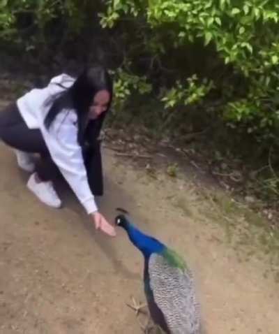 A woman offered food to a peacock, and the peacock thanked her in the most beautiful way
