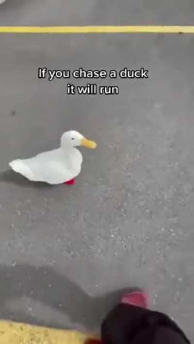Scouts guide to picking up a duck 101. Pt.3