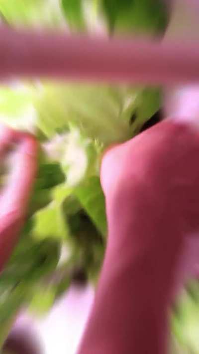 Seed to Salad