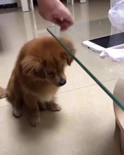 Not the smartest but certainly the cutest good boy