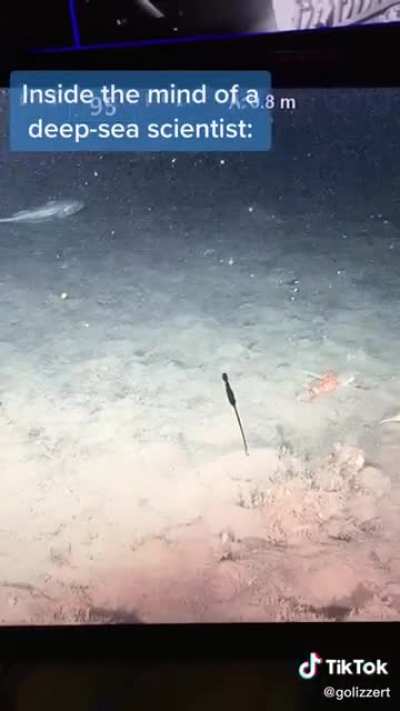 Idiacanthus atlanticus