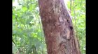 Infested tree?