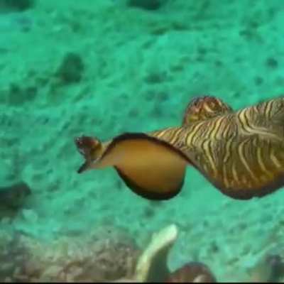 flatworm Friday week 19, WOOOOOOOO