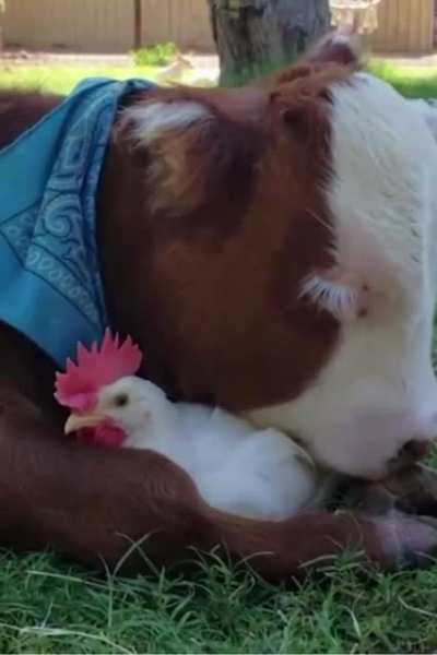 Cow and Chicken Besties