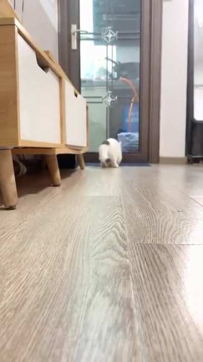 Playing fetch