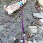 My handsome boy Vega out for a walk and a swim ❤