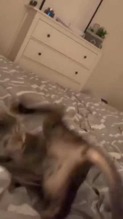 SpiderCats 🕷️