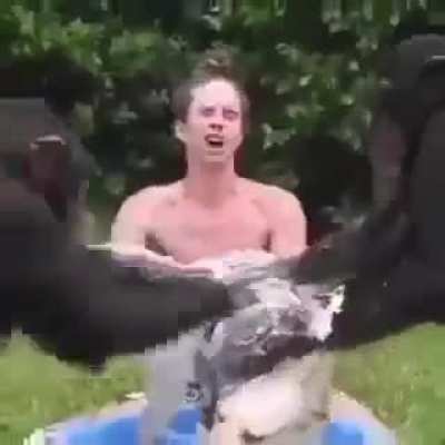 what the dog doin?