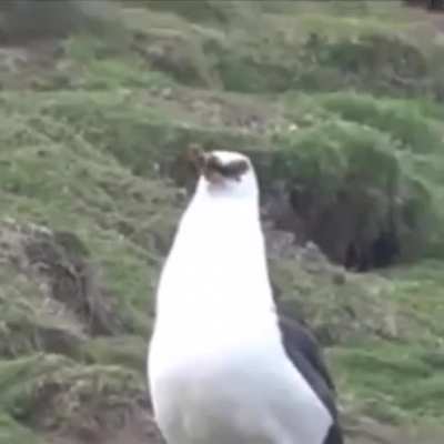 Just a seagull casually eating an entire rabbit...