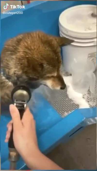 Who knew dogs could scream?