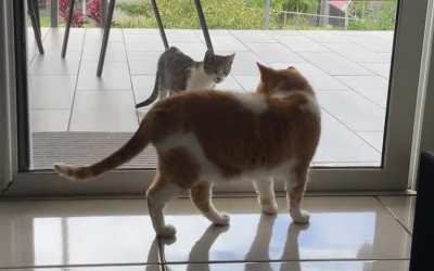Our neighbor’s kitty boldly showed up outside our house and Jerry has a lot to say about that