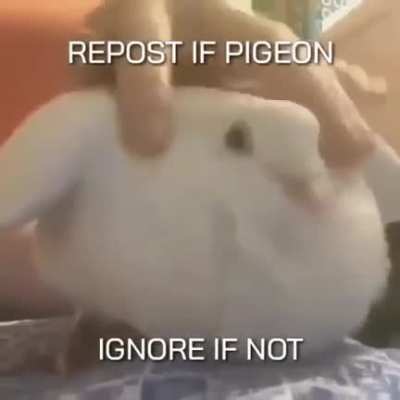 pigeon