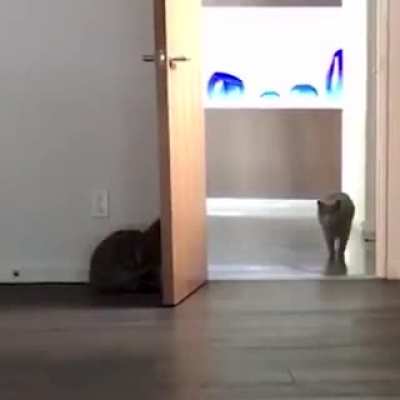 hide and seek..