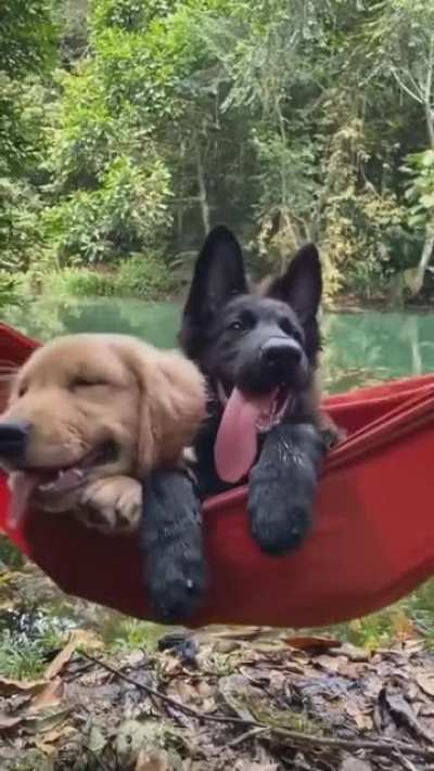 Doggos In a Swing