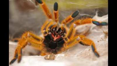 Tarantula meme