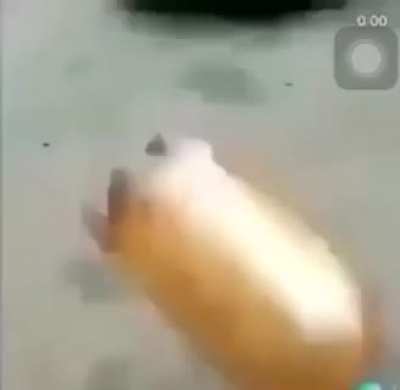 First time posting here, I think this counts, If it doesn't get removed.