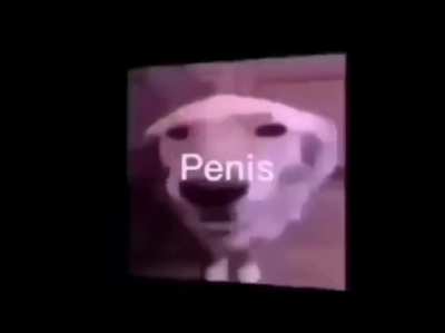 Penis